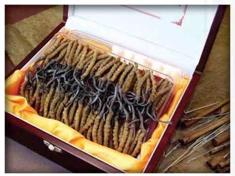 旌德冬虫夏草回收